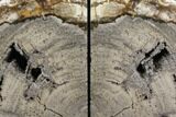 Tall Petrified Wood Bookends - Madagascar #145339-2